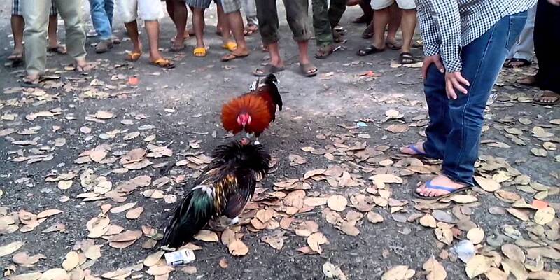 Chơi đá gà ăn tiền thật