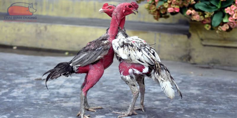 Lý do chọn đá gà VSBET uy tín