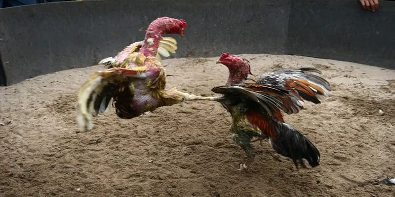 Mẹo cược chọi kê cực đỉnh dành cho cược thủ