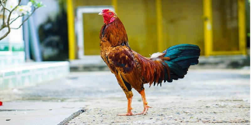 Mẹo nhận diện cách xem vảy gà đá chuẩn