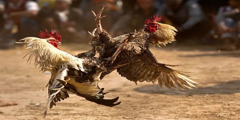 ODIN GAME COCK VSBET